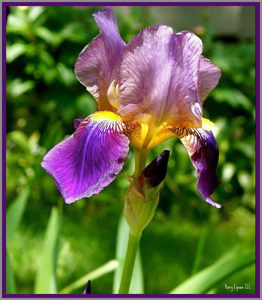Dutch Iris in bloom