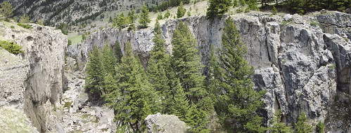 montana 2002 trees rock