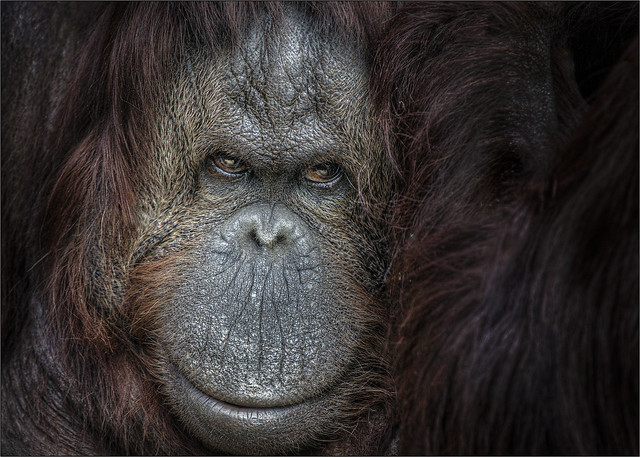 Twycross Orangutan