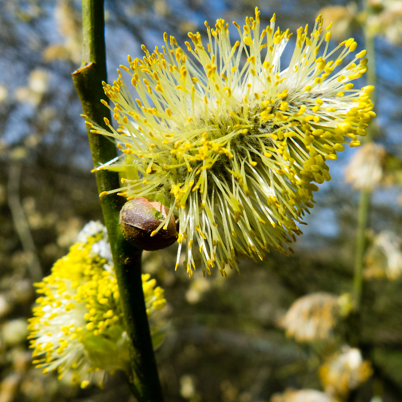 Pollen-tipped catkins