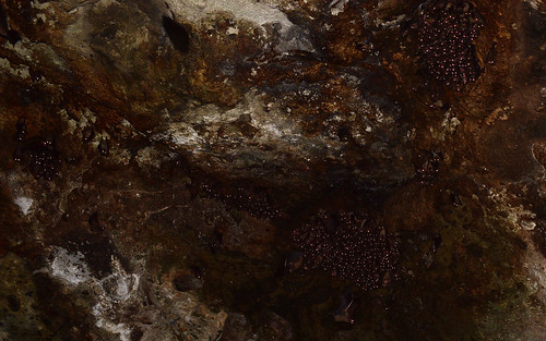 cave mammals creatures desktop lavatubes kenya mtelgonnationalpark wild egyptianrousette featured bats