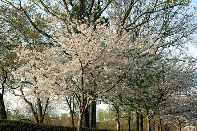 Spring in Atlanta 2007