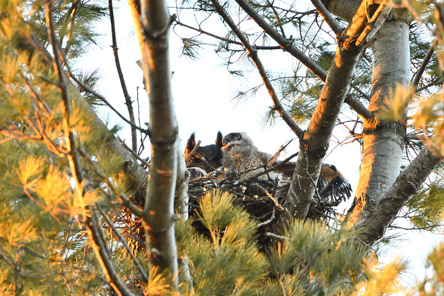 Great Horned Owl and Owlet Wing Stretch 2