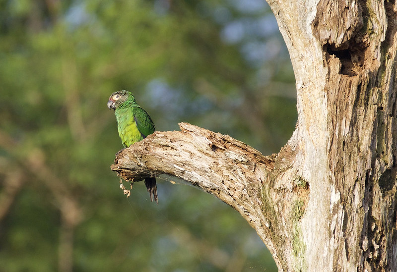 Dusky-headed Parakeet, Aratinga weddellii Ascanio_Peruvian Amazon 199A5991