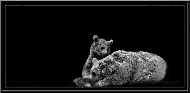 moment de tendresse ours brun et son petit .sweet moment