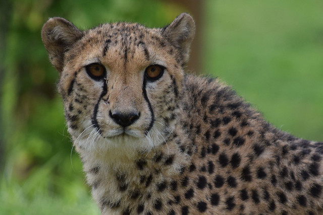 Cheetah @ Zoo de Beauval 13-05-2018