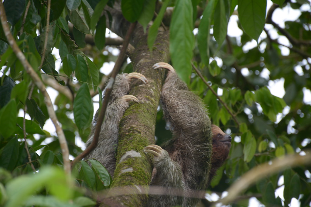 Sloth!