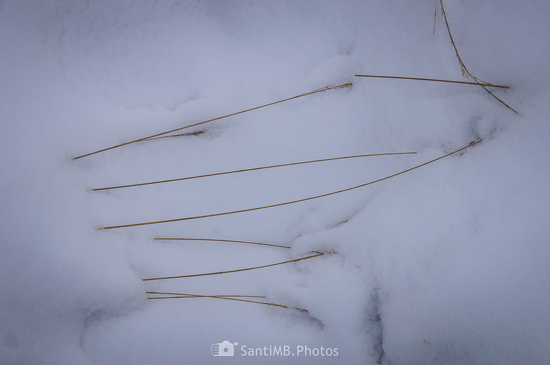 Hierbas semienterradas en la nieve
