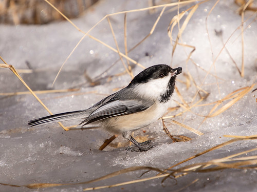 Chickadee