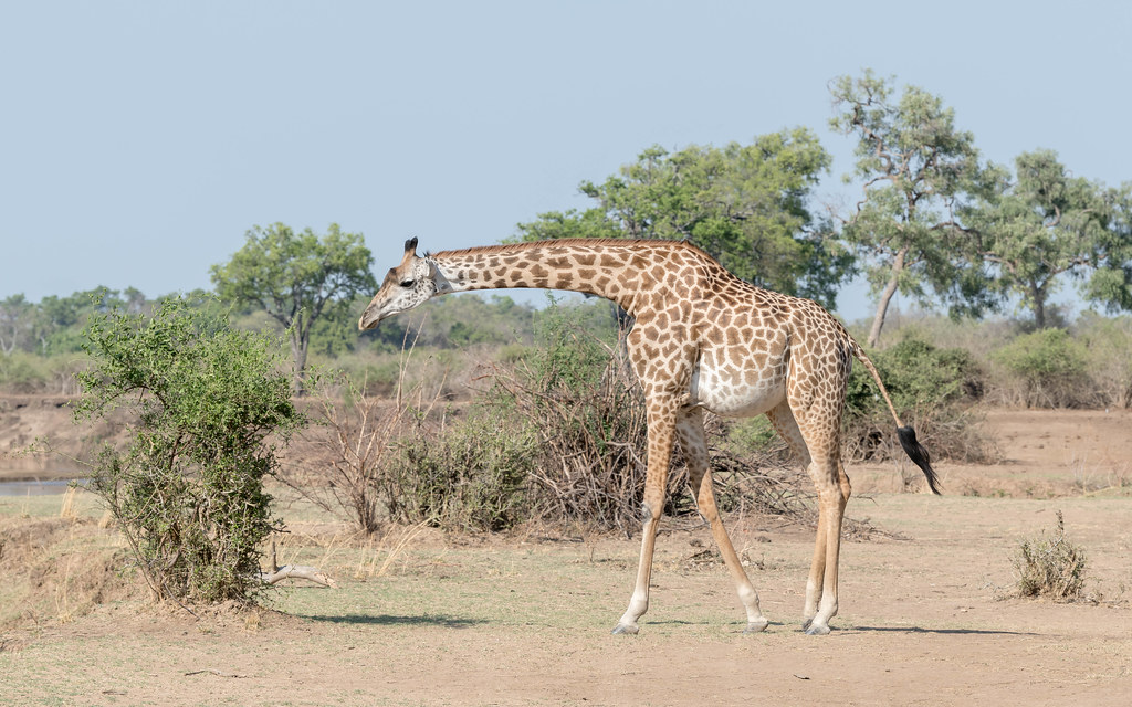Thornicroft Giraffe