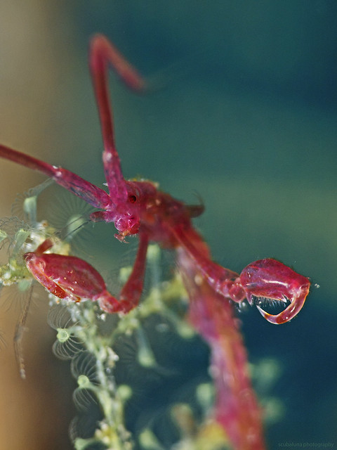 Skeleton Shrimp, Widderkrebschen (Caprellidae)