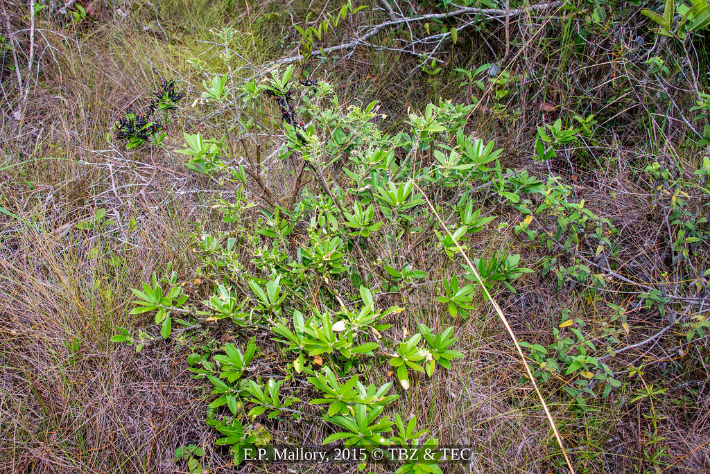 2015-05-02 TEC-5594 Imm. Chromacris speciosa (Romaleidae) foraging on Bonellia macrocarpa - E.P. Mallory