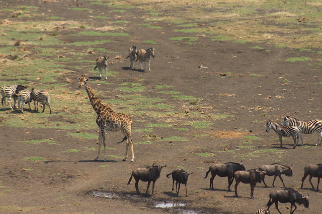 Busy afternoon at the Watering Hole