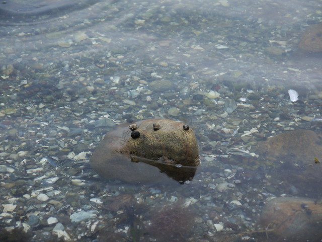 water snail - Gamborg Fjord