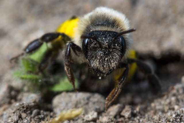 Grey-backed mining bee - Andrena vaga