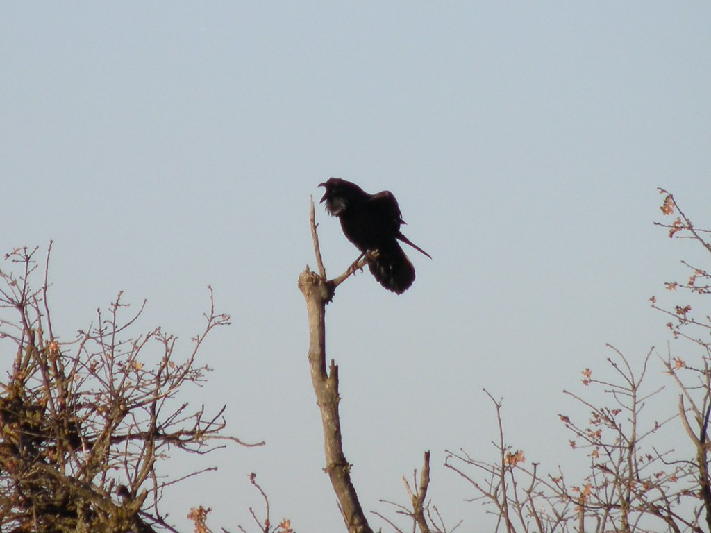 P3095637...common raven