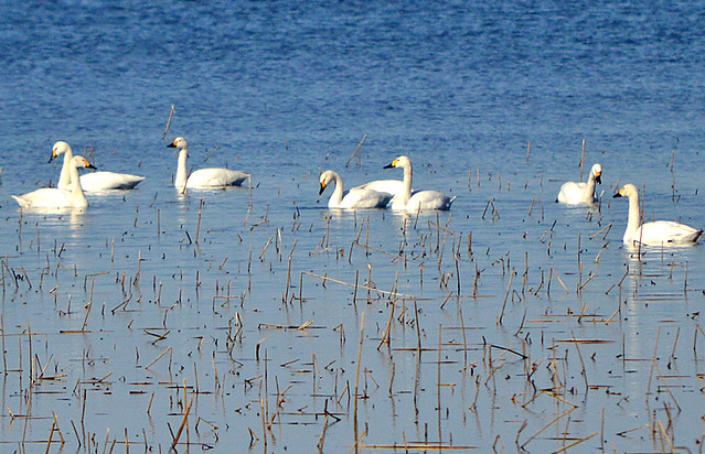 The Bewick's swans on migration 2