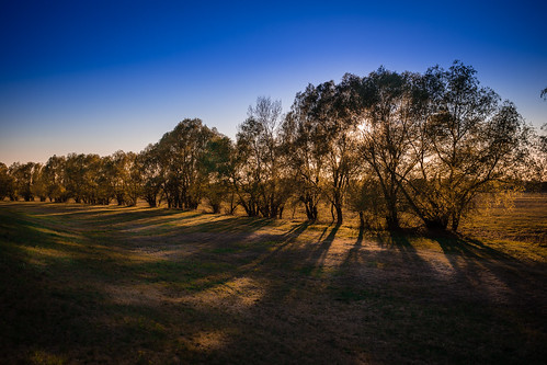 osijek croatia hrvatska 2019 kopacki rit sunset zalazak sunca sunce shadow shadows trees tree nature park