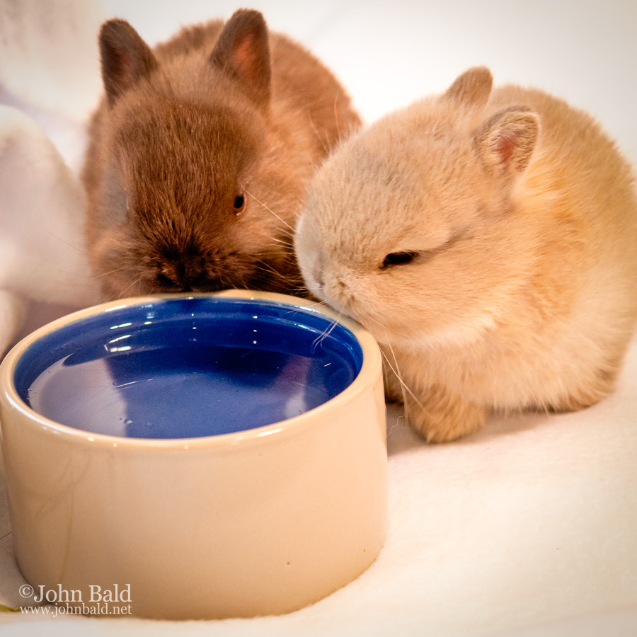 Two Baby Bunnies  (photo #11870)