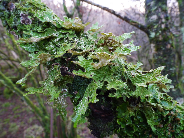Tree lungwort (Lobaria pulmonaria), Ballachuan Hazelwood SWT Reserve, Seil