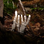 Alien Zombie Fingers Candlesnuff Mushroom
Xylaria hypoxylon 
AKA: Carbon Antlers 
These are in the same family as Dead Man’s and Dead Molls Fingers 

These have a different shape than the more usual forms that leads to the common names and look more like the fingers of an Alien Zombie


