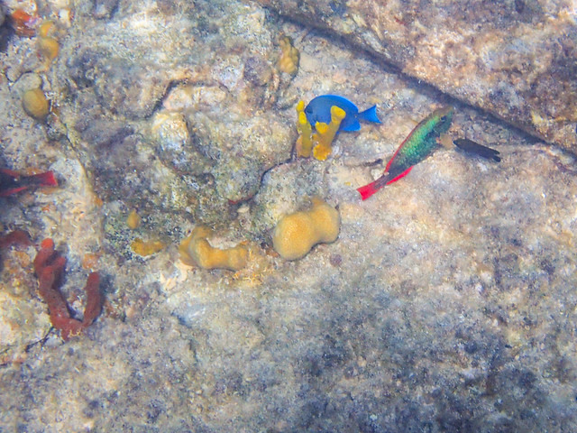 DCL March 2019 Tortola Underwater-37-2.jpg
