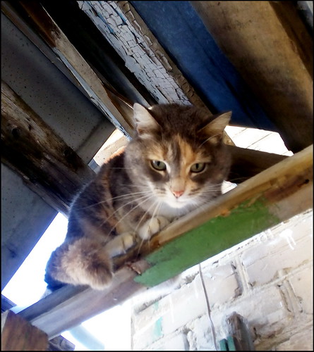 2019 челябинск животное кошка першино мобилофото