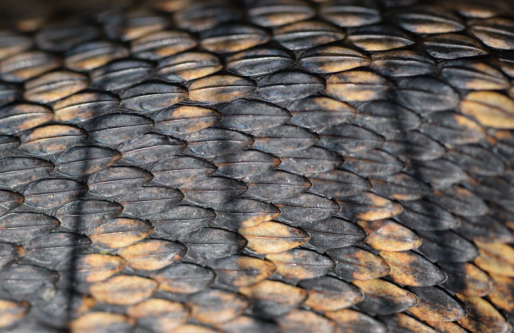 Up Close | the keeled (ridged) scales of a basking female ad… | Flickr