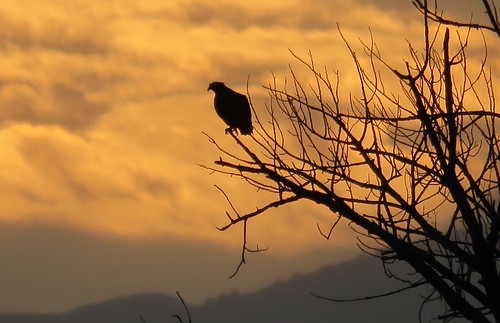 frantzlake statewildlifearea swa osprey raptor bird sunset backlit mountains salida colorado silhouette clouds mountain tree