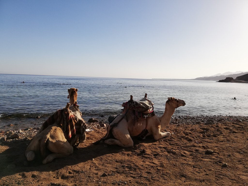 Relaxing Camel