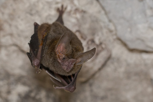 Fringe-lipped Bat - Trachops cirrhosus