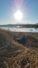2018 Duck Hunting Dec AZ