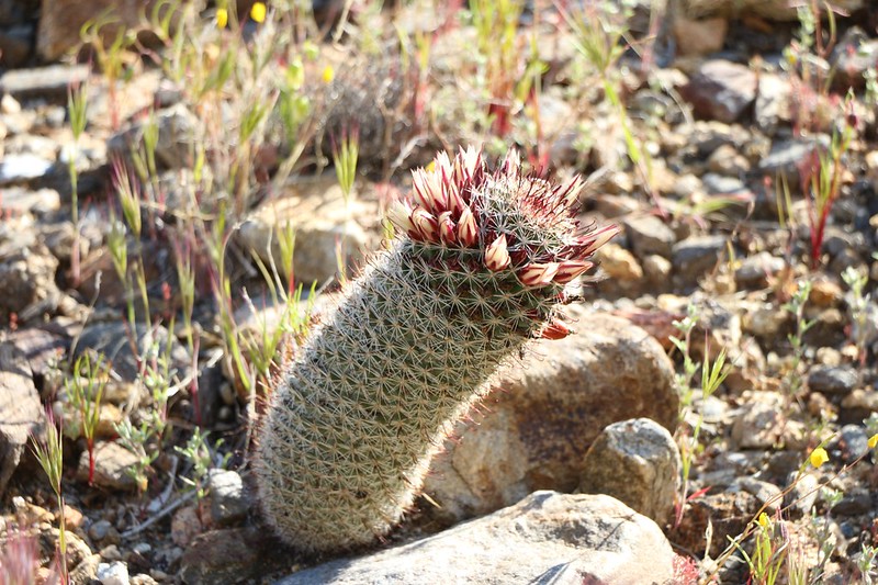 Fishhook Cactus getting ready to bloom in Indian Canyon