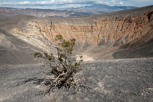 A bush on the rim of Ubehebe Crater, Death Valley National Park, California