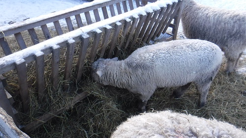 newross novascotia museum sheep