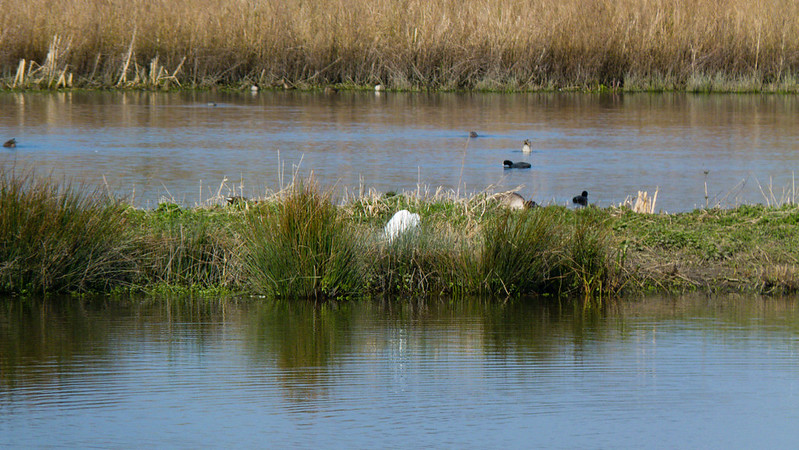 Little egret crouching down, Doxey Marshes