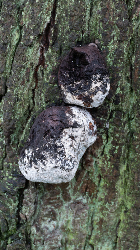 Mouldy coal (fungus)