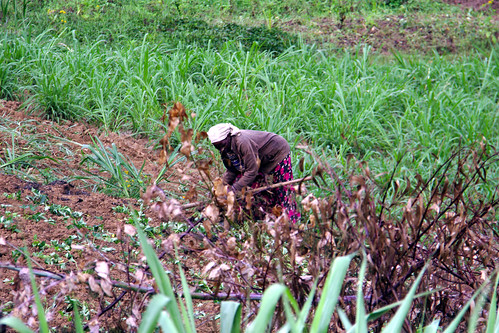 rwanda people person woman farm farming work plant grass crop field africa
