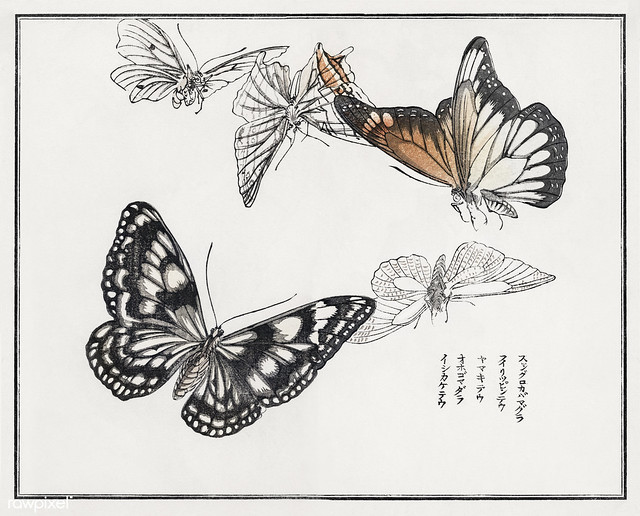 Butterflies illustration from Churui Gafu (1910) by Morimoto Tok