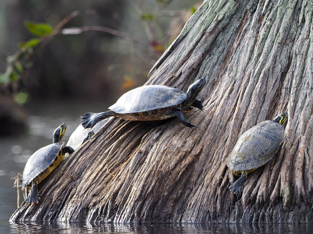 Turtle Tumbling Turtle Gymnastics | Painted turtles in Cheraw State Park, SC… | Sabrina ...