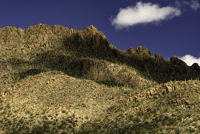 Saguaro hillside in Tucson Mountain Park, Arizona