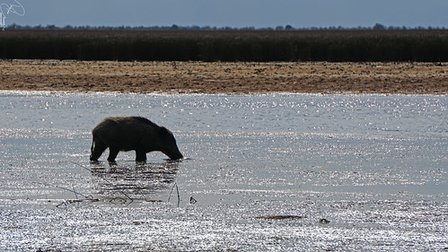 nature view landscape wild boar sea water beach animal