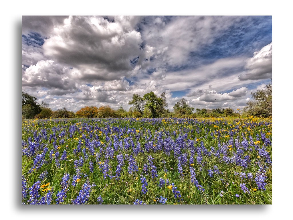Field of Texas Wildflowers 2019 - GoPro Hero 7 Black