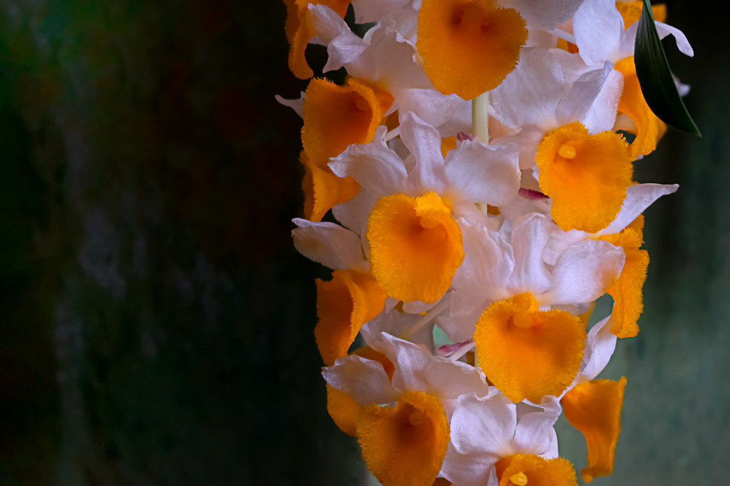 Macro White orange Dendrobium thyrsiflorum orchid