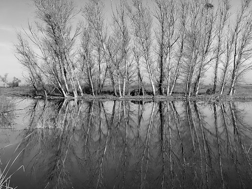 wildliferefuge nest blackandwhite landscape reflections trees