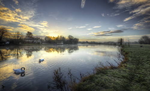 sunrise swans berkshire riverthames cookham