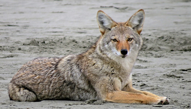 Coyote on The Beach