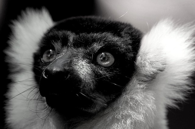 Varecia variegata variegata - Ruffed Lemur