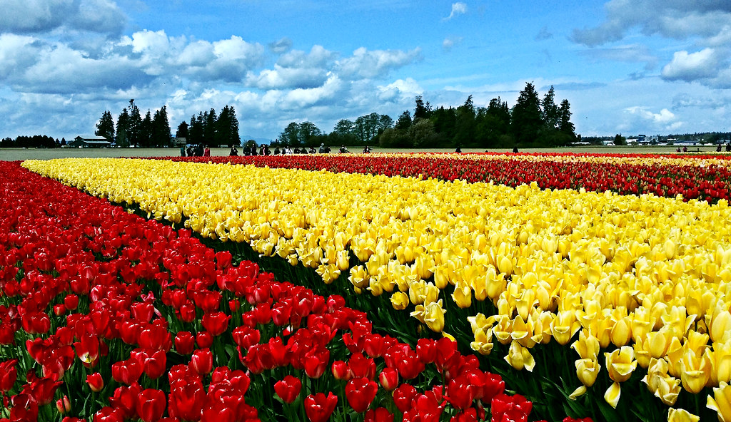 Seattle's tulips