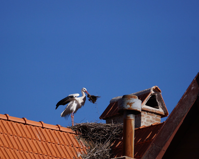 Stork Nest Building